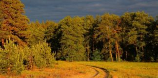 Купить участок в Курской области