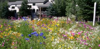 Мавританский газон