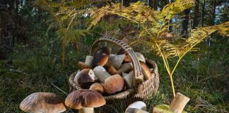 Грибные места Ленинградской области