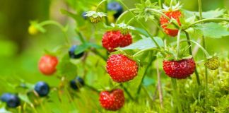 Ягодные места Ленинградской области