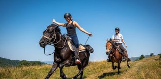 Где покататься на лошадях в Киришском районе