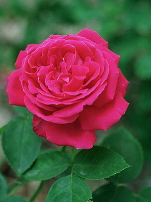 Роза дамасская: свойства, применение в медицине и косметологии